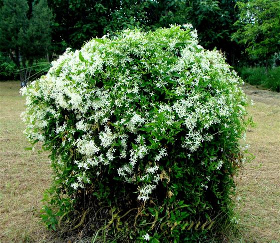  Plant